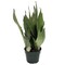 Moonshine Snake Plant - Sansevieria - Almost Impossible to kill - 4" Pot
